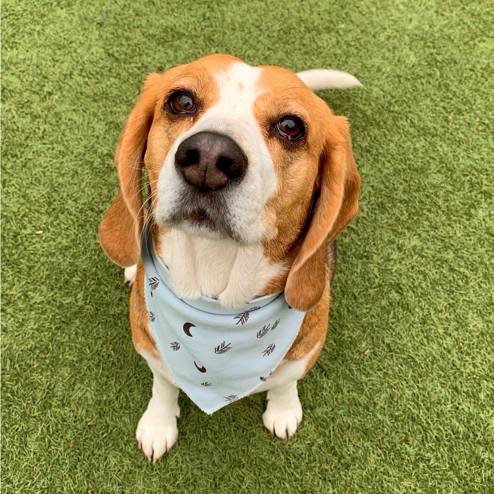 Dog/Cat Bandanna